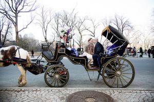 L&S central park wedding horse buggy