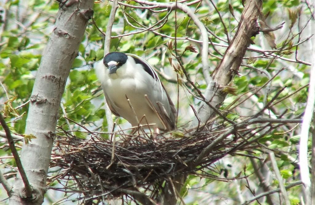 black crowned night heron - in nest gives me a look --- toronto - ontario - may 2013