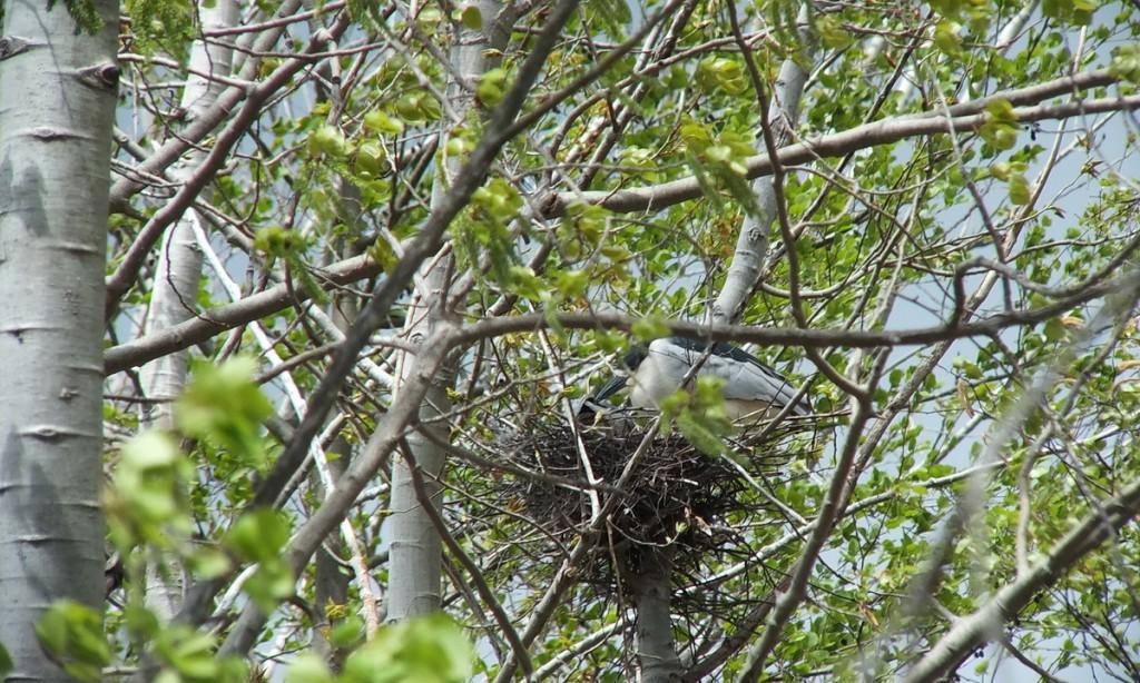 black crowned night heron - two in one nest - toronto - ontario - may 2013