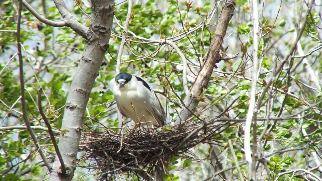 black crowned night heron - in nest --- toronto - ontario - may 2013