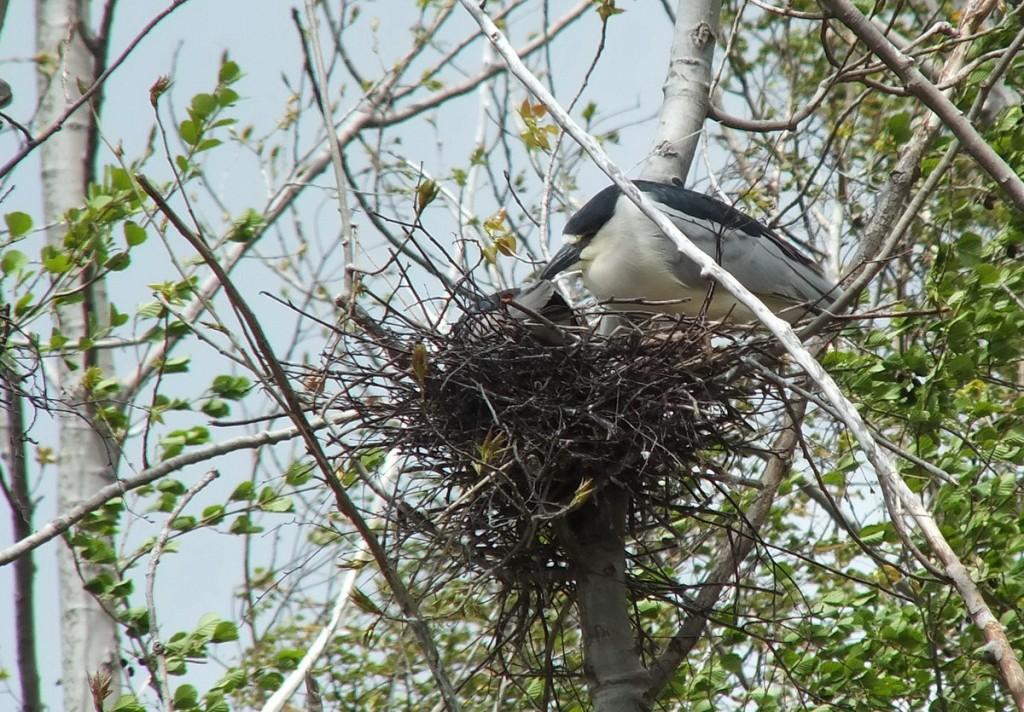 black crowned night heron - two in tree and nest - toronto - ontario - may 2013