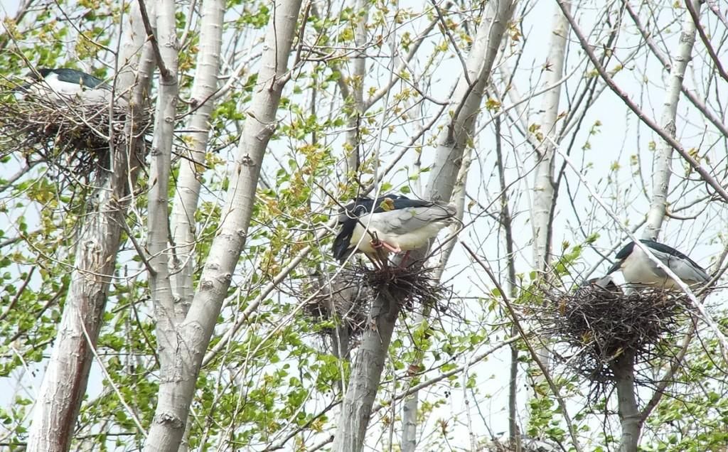 black crowned night heron - six in trees and nests - toronto - ontario - may 2013