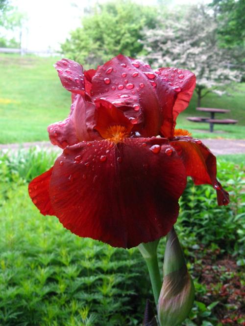 vintage french chic ~~ a bientot! vintage french chic ~~ a bientot!