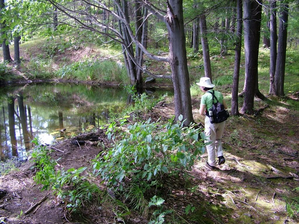 Various turtles we have sighted across Ontario jean hiking along pond in frontenac provincial park - ontario