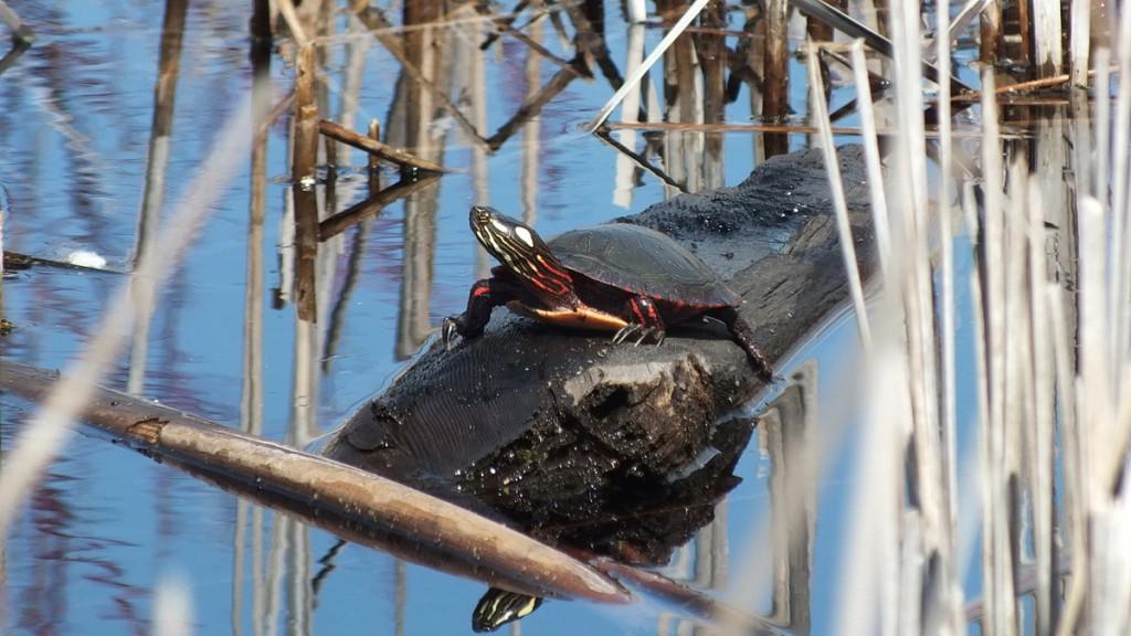 Various turtles we have sighted across Ontario Painted Turtle sits on log in muskrat pond --- Mississauga - Ontario