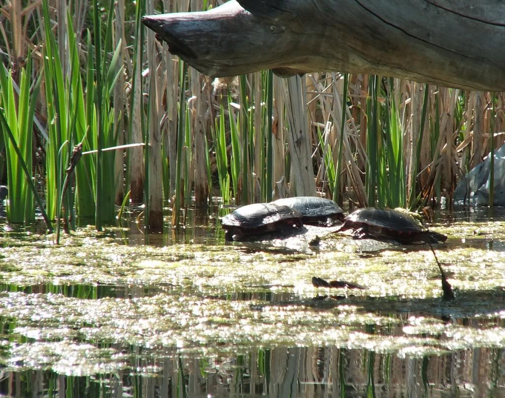 Various turtles we have sighted across Ontario red-eared slider and midland painted turles - milliken park pond - toronto - ontario