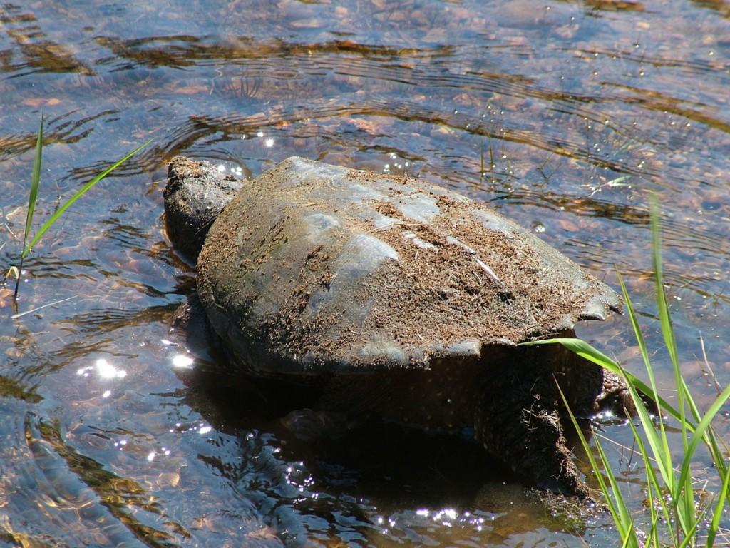 Various turtles we have sighted across Ontario snapping turtle heads into water at oxtongue lake - ontario- canada