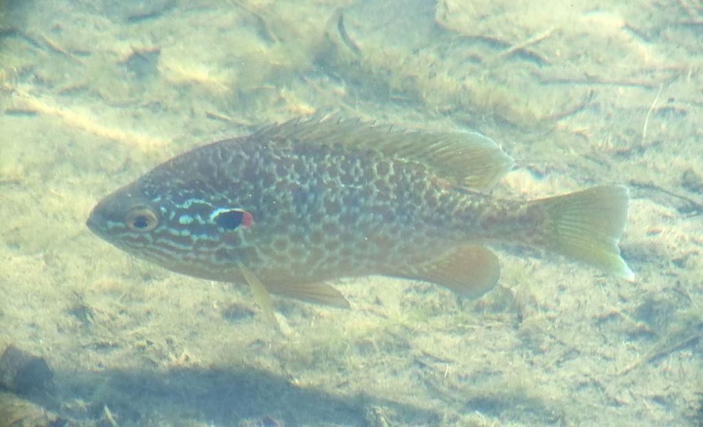 Various turtles we have sighted across Ontario pumpkinseed fish - milliken park pond - toronto - ontario
