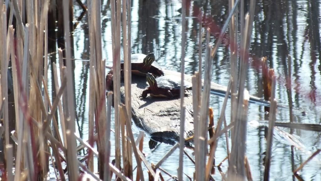 Various turtles we have sighted across Ontario Painted Turles in muskrat pond - Mississauga - Ontario