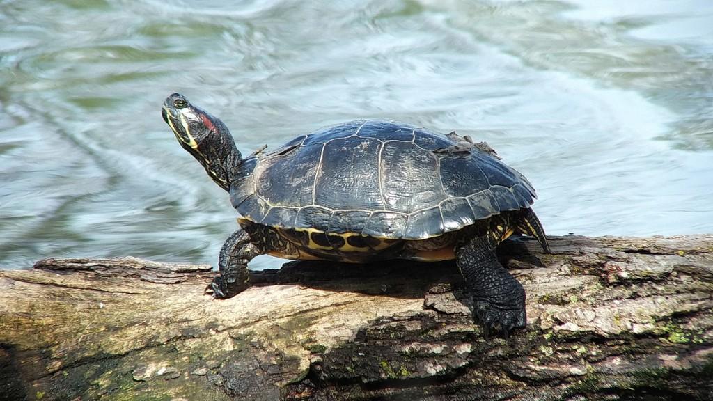 Various turtles we have sighted across Ontario red eared slider - on a log - Milliken Park - Toronto - Ontario - Canada