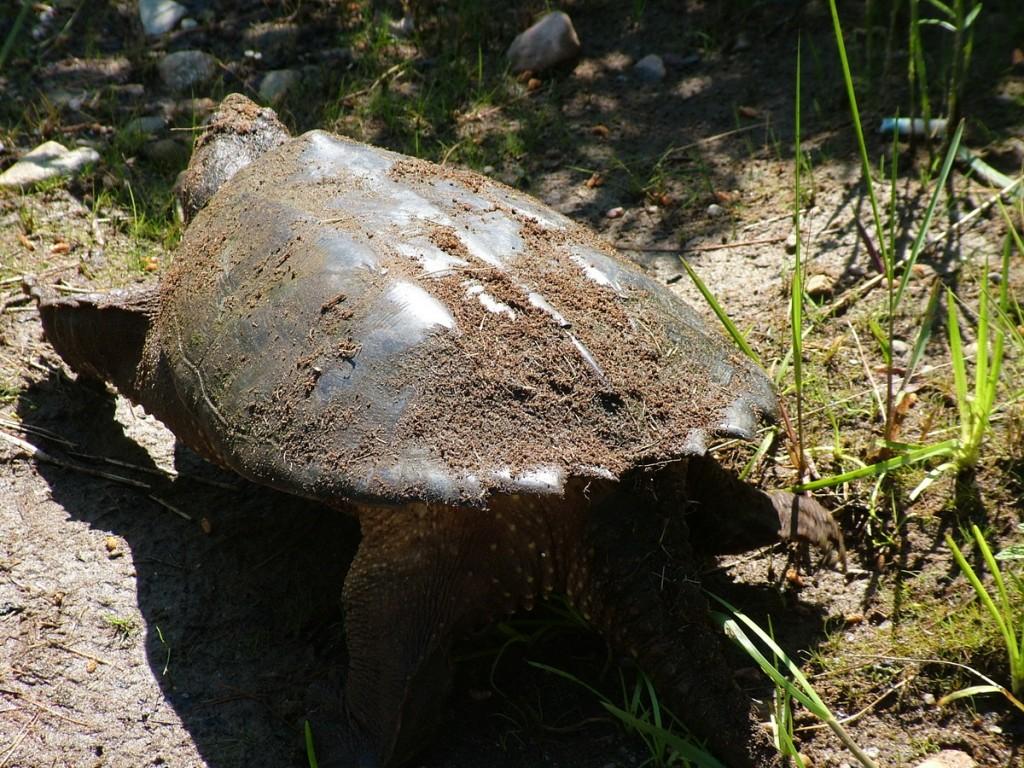 Various turtles we have sighted across Ontario snapping turtle at oxtongue lake - ontario- canada