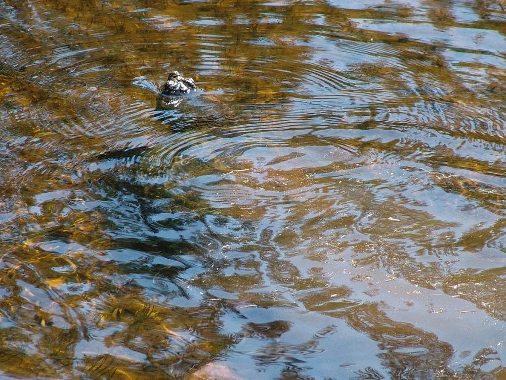 Various turtles we have sighted across Ontario snapping turtle head - oxtongue lake - ontario - canada