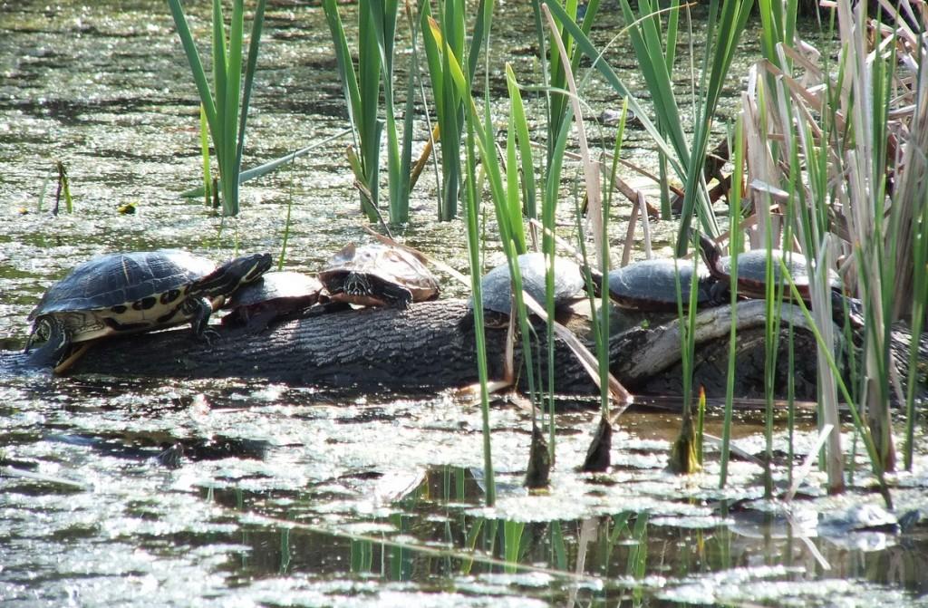 Various turtles we have sighted across Ontario red eared slider and midland painted turtles - milliken park - toronto -- ontario