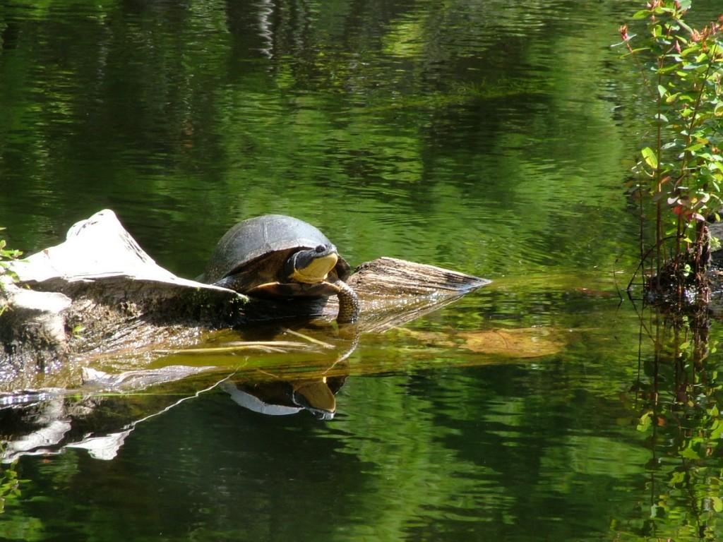 Various turtles we have sighted across Ontario Blanding's turtle - frontenac provincial park - ontario - canada
