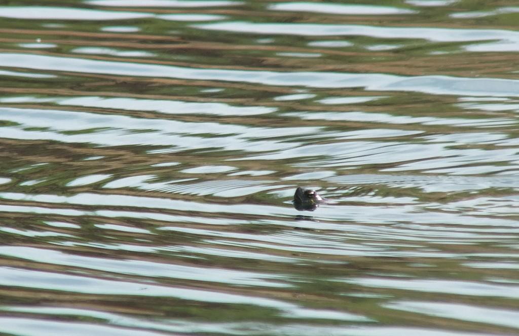 Various turtles we have sighted across Ontario red-eared slider turtle - swims in pond at milliken park - toronto - ontario - canada