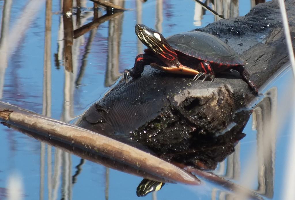 Various turtles we have sighted across Ontario Painted Turtle sits on log in muskrat pond - Mississauga - Ontario