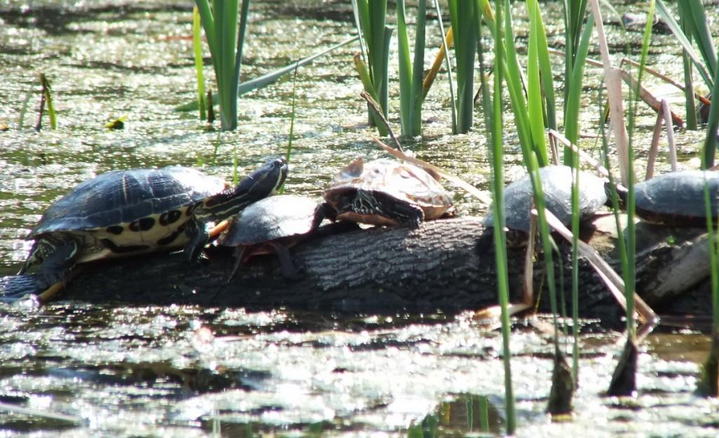 Various turtles we have sighted across Ontario red eared slider --- midland painted turtles - milliken park pond - toronto - ontario