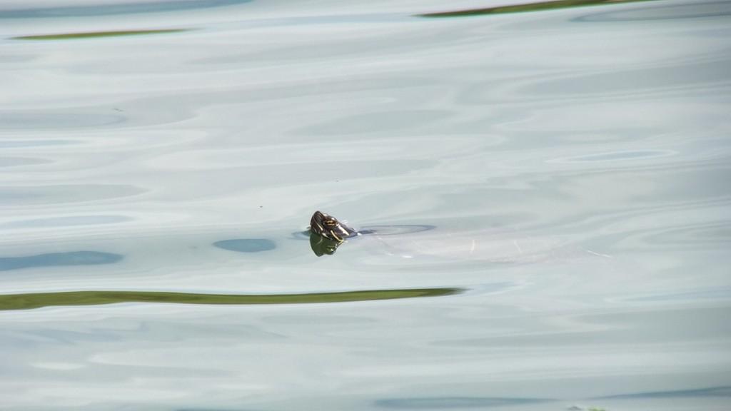 Various turtles we have sighted across Ontario red-eared slider turtle - swims in pond - milliken park - toronto - ontario - canada