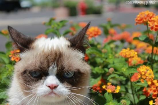 Grumpy Cat Officially Getting its Own Movie