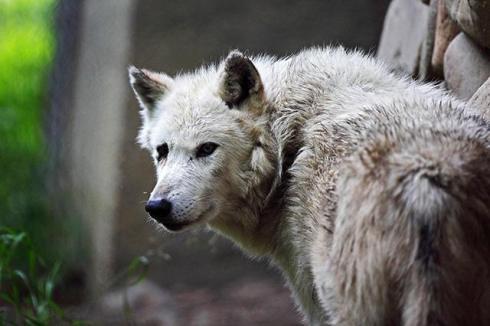 The court's logic would seem to mean that nobody can have standing to challenge the wolf hunt in court, for any reason whatsoever. (photo: CC/Flickr/Todd Ryburn)
