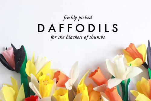 Freshly picked daffodils