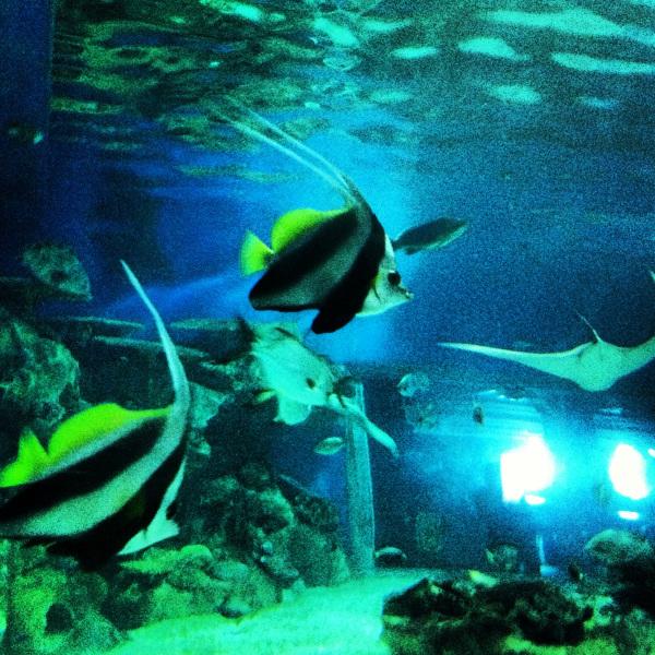 The Wings of Greed image