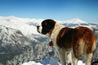 Breed Profile: Saint Bernard Breed Profile: Saint Bernard