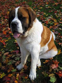 Breed Profile: Saint Bernard Breed Profile: Saint Bernard