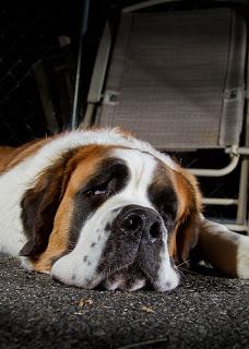 Breed Profile: Saint Bernard Breed Profile: Saint Bernard