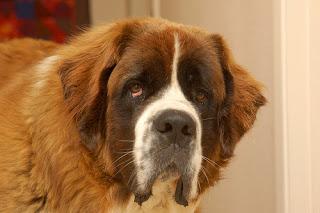 Breed Profile: Saint Bernard Breed Profile: Saint Bernard
