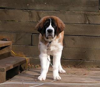 Breed Profile: Saint Bernard Breed Profile: Saint Bernard