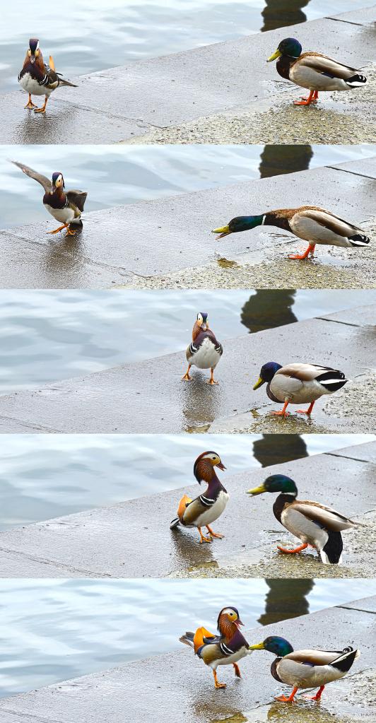 The most beautiful (male) chick of the block … mandarin duck artborghi danger big