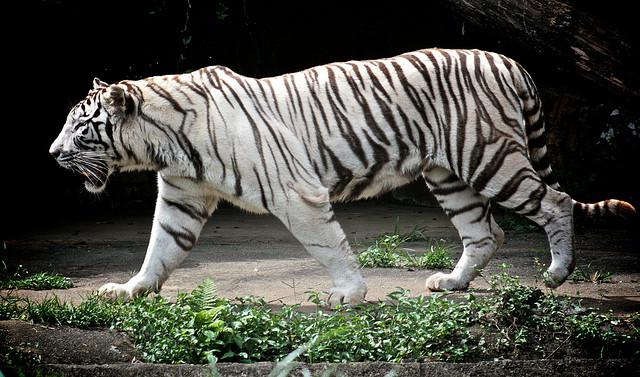 White tiger research paper