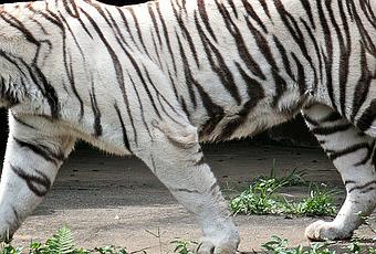 White tiger research paper