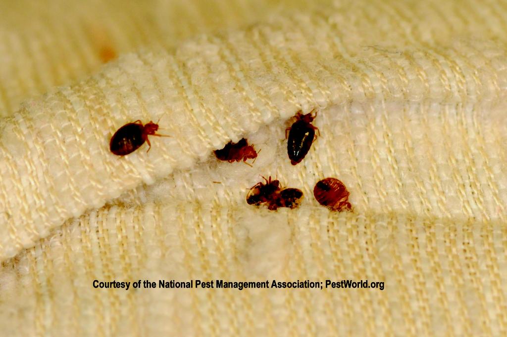 ... -St. Paul â€œ Bed Bugs in your car? Itâ€™s a real problem