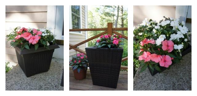Green Thumb Day Green Thumb Day
