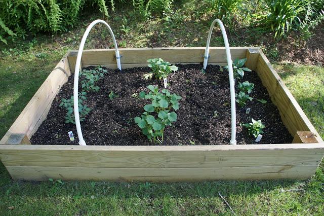Green Thumb Day Green Thumb Day