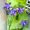 Subjective beauty? watch beauty-artborghi detail4