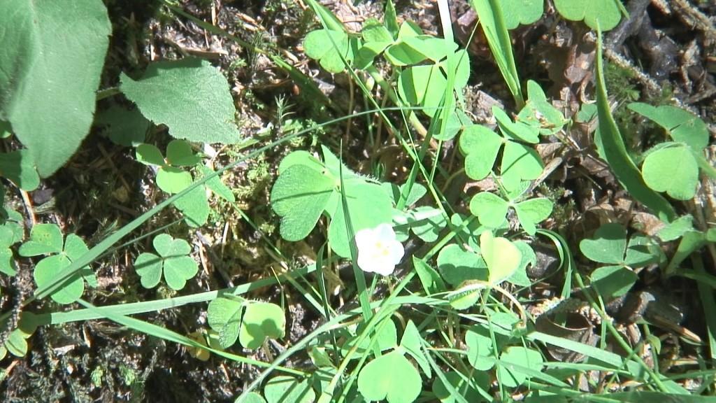 Hiking In Wicklow Mountains National Park – Ireland shamrocks on ground at wicklow mountains national park - ireland