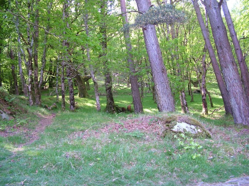 Hiking In Wicklow Mountains National Park – Ireland forest near poulanass waterfall - wicklow mountain national park - ireland