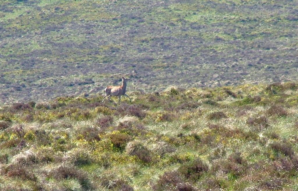 Hiking In Wicklow Mountains National Park – Ireland wild deer - along the spinc hiking trail - wicklow mountains - ireland