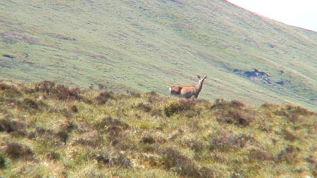 Hiking In Wicklow Mountains National Park – Ireland wild deer - on wicklow way hiking trail - wicklow mountains - ireland