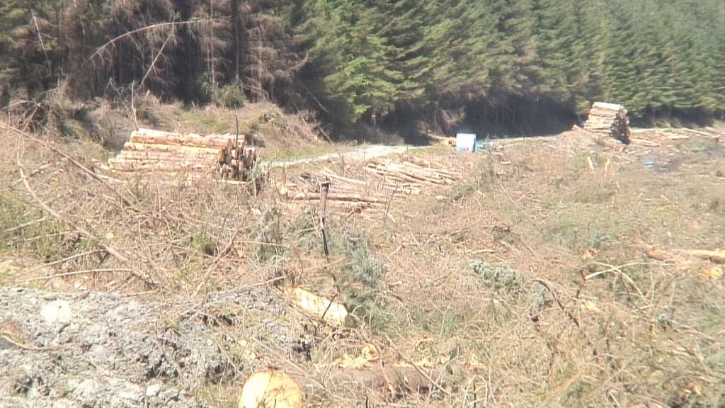 Hiking In Wicklow Mountains National Park – Ireland logging piles along the wicklow way hiking trail - wicklow mountains - ireland