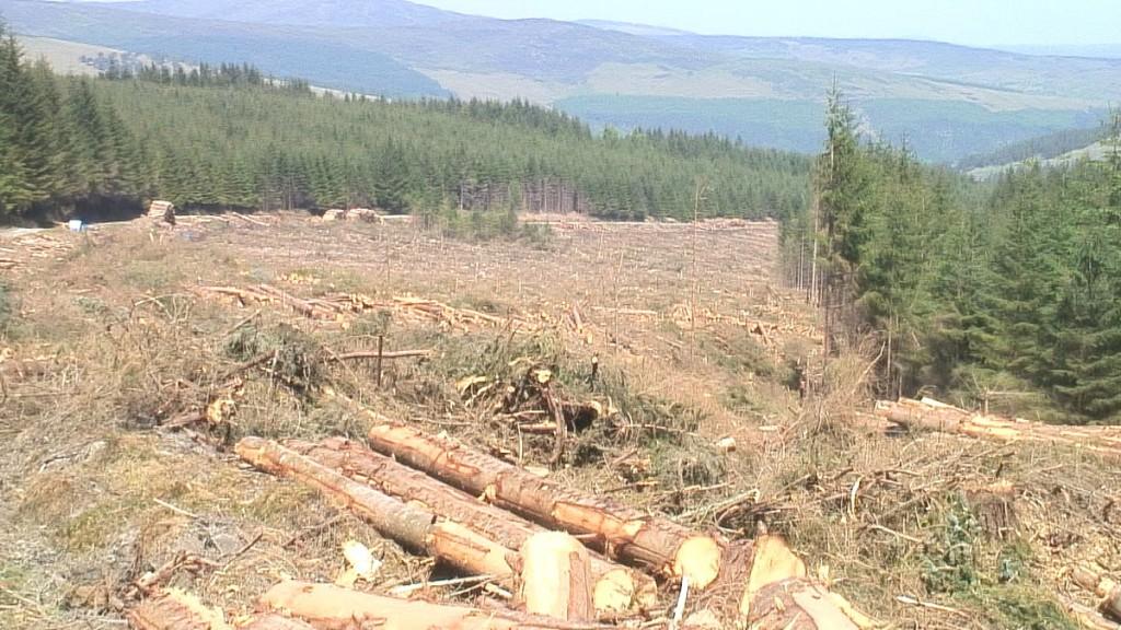 Hiking In Wicklow Mountains National Park – Ireland logged forest along the wicklow way hiking trail - wicklow mountains - ireland