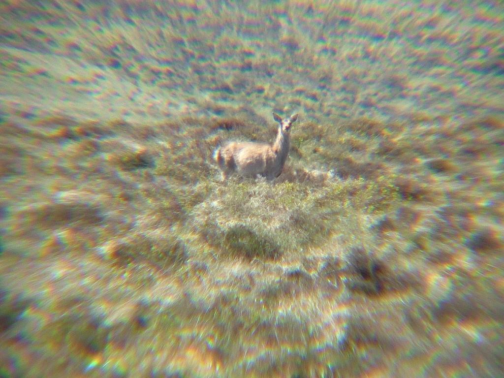 Hiking In Wicklow Mountains National Park – Ireland wild deer - along spinc hiking trail gives us a look - wicklow mountains national park - ireland
