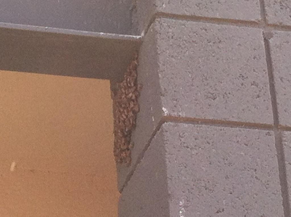 The blame game continues… probestpestmanagementIMG_5558
