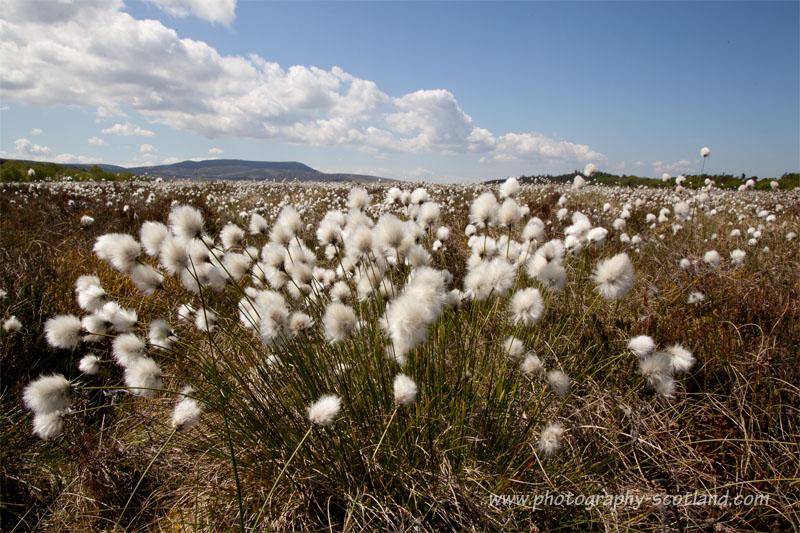 Bog cotton plants in the Pentland hills, Edinburgh