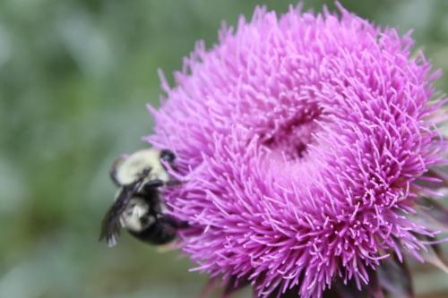 DAILY PHOTO: Thistle Flowers are the Bee’s Knees Taken June 8, 2013 in Little Mulberry Park (Dacula, GA)