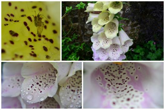 Wordless Wednesday: Foxgloves Foxgloves2 (1280x853)