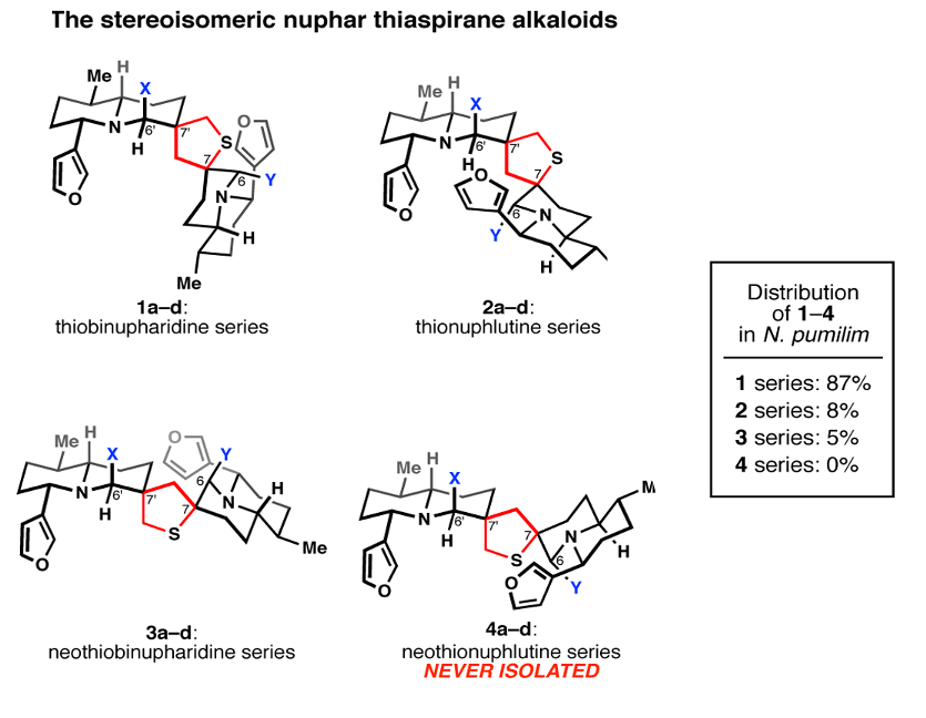 (-)-Neothiobinupharidine 3